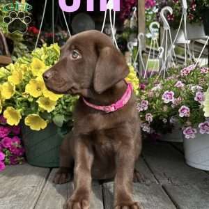 Jill, Chocolate Labrador Retriever Puppy